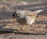 White crowned Sparrow